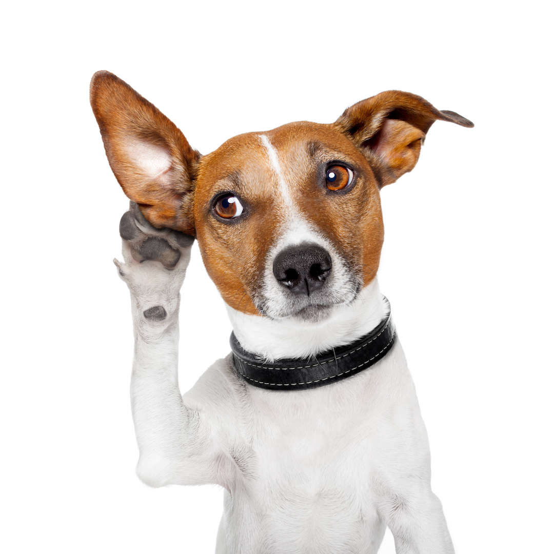 Plumbing Tips for Pet Owners Working at Home