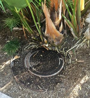 trenchless sewer replacement san diego
